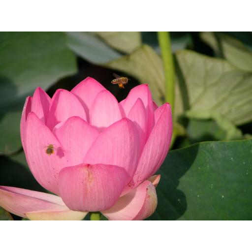 lotus-flower-21.jpg